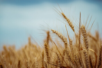 Wheat field. Ears of golden wheat close up. Beautiful Nature Sunset Landscape. Rural Scenery under Shining Sunlight. Background of ripening ears of meadow wheat field. Rich harvest Concept, blue sky