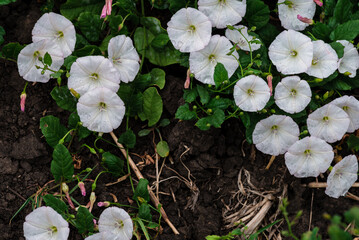 Field bindweed or Convolvulus arvensis or European bindweed or Creeping Jenny or Possession vine herbaceous perennial plant with open and closed white flowers surrounded with dense green leaves
