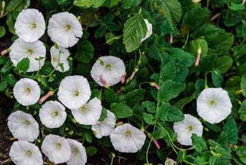 Obraz na płótnie Canvas Field bindweed or Convolvulus arvensis or European bindweed or Creeping Jenny or Possession vine herbaceous perennial plant with open and closed white flowers surrounded with dense green leaves
