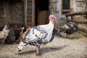 Royal Palm Turkey with closed up eyes. Closeup view of Black and White Turkey on Farm
