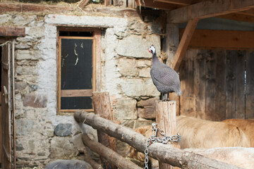 Guineafowl, Pet Speckled Hen on wooden fence. Rare Bird on Farm