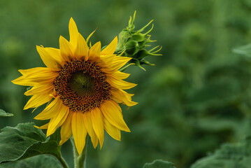 one Beautiful sunflower on a sunny day with a natural background. Selective focus. High quality photo, against sunset golden light, Sunflower blooming. Close-up of sunflower. yellow oange