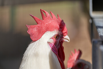 Closeup of Rooster Head on a Farm. Farm Animals. Crest on Bird