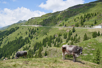 Fototapeta premium Cows in the Alps. Mountain Pass in the Background. Passo Giovo in Italy