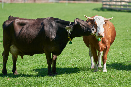 Cute Cows. Dark, Black Cow licking another Cow on green field. Cute Farm Animals showing love