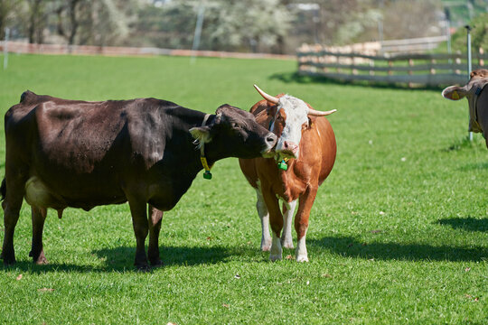 Cow licking another Cow on green field. Cute Farm Animals showing affection.