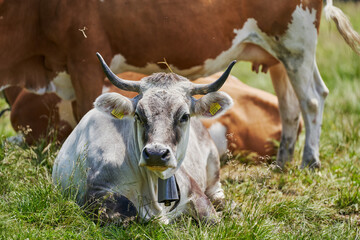 Grey Cow with large Horns laying on green meadow. Standing Cow in Background. Cows in the Alps