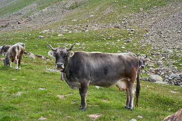 Fototapeta premium Grey Cow with large horns on Rombo Pass in Italy. Cows on Mountain in the Alps
