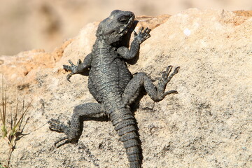 The lizard sits on a large stone in a city park.