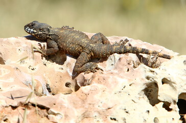 The lizard sits on a large stone in a city park.