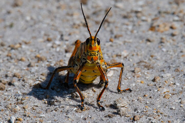 Lubber Grasshopper closeup