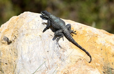 The lizard sits on a large stone in a city park.