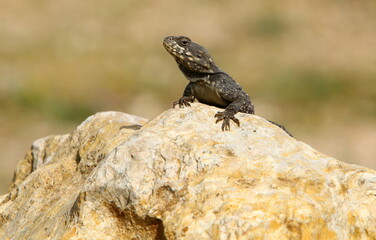 The lizard sits on a large stone in a city park.