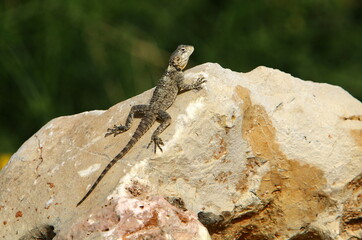 The lizard sits on a large stone in a city park.