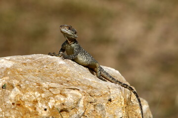 Naklejka na ściany i meble The lizard sits on a large stone in a city park.