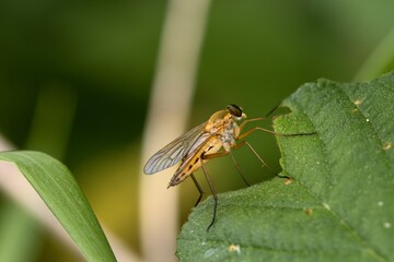 Ibisia marginata, the black-legged water-snipefly, sitting on a green leaf. Macro.