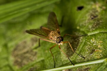 Ibisia marginata, the black-legged water-snipefly, sitting on a green leaf. Macro.