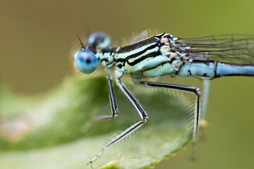 Blue-tailed damselfies (Ischnura elegans) sitting on a green leaf. Head and chest detail. Macro.