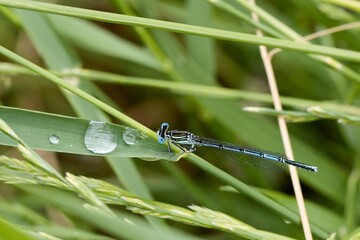 Blue-tailed damselfies (Ischnura elegans) sitting on grass with a drop of dew. Macro.