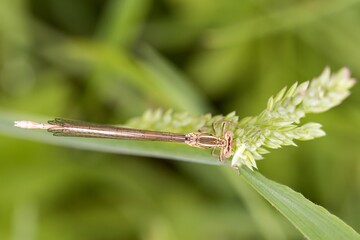 Blue-tailed damselfly sitting on a blade of grass, top view, macro.
