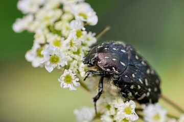 Mediterranean Spotted Chafer (Oxythyrea funesta) on a white flowering bush. Macro.