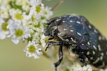 Mediterranean Spotted Chafer (Oxythyrea funesta) on a white flowering bush. Macro.