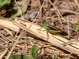 Macrophotographie d'un insecte - Criquet jacasseur - Stauroderus scalaris