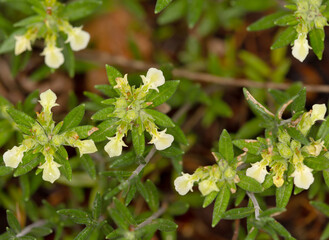 Macrophotographie de fleur sauvage - Germandr&eacute;e des montagnes - Teucrium montanum