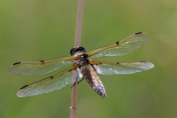 Macrophotographie d'une libellule - Libellule à quatre taches - Libellula quadrimaculata