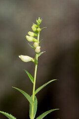 Macrophotographie de fleur sauvage - Galane glabre - Chelone glabra