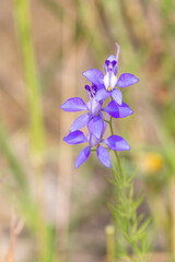 Macrophotographie de fleur sauvage - Pied d'alouette royal - Consolida regalis