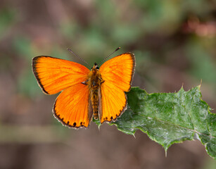 Macrophotographie d'un papillon - Cuivré de la verge-d'or - Heodes virgaureae