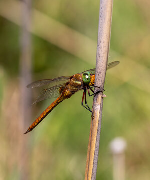 Macrophotographie d'une libellule - Aeschne isocele - Aeshna isoceles