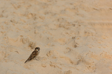 GORRION EN UNA PLAYA DE ISLAS BERMUDAS.
