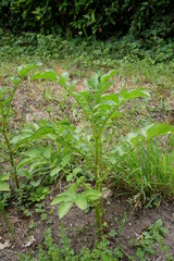 Jardin potager. Plants de pomme de terre 