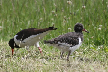 Black and white colored oystercatcher mother with her young in spring