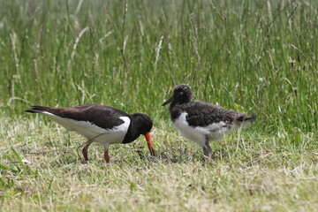 Black and white colored oystercatcher mother with her young in spring