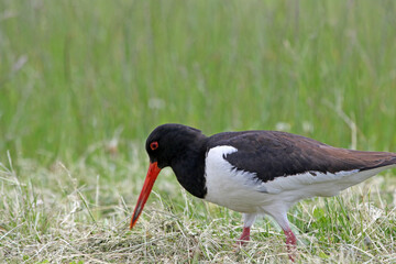 Black and white colored oystercatcher mother bird in spring. Looking for food for her young