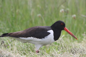 Black and white colored oystercatcher mother bird in spring. Looking for food for her young
