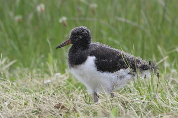Black and white colored baby oystercatcher mother bird in spring. Looking for food for her young