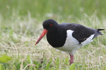 Black and white colored oystercatcher mother bird in spring. Looking for food for her young
