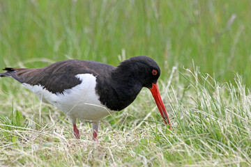 Black and white colored oystercatcher mother bird in spring. Looking for food for her young