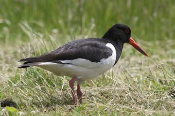 Black and white colored oystercatcher mother bird in spring. Looking for food for her young