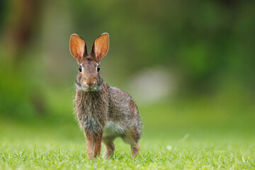 Rabbit on green grass