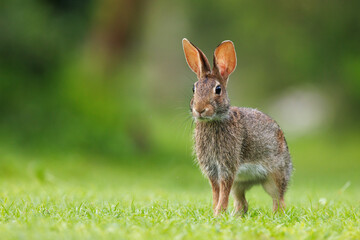 Rabbit on green grass