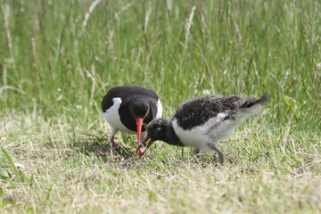 Black and white colored oystercatcher mother with her young in spring