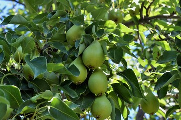 A cluster of beautiful juicy organic pears on a lush green tree