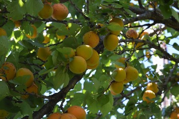 A cluster of beautiful juicy organic apricots on a lush green tree