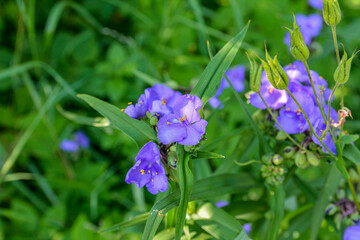 Purple Virginia spiderwort or spider lily.