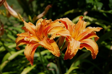 Obraz premium Hemerocallis fulva ou Orange day Lily en gros plan 